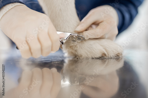 Clipping a dog claws. Close up of cutting dog toenail with nail clipper on vet table. Pet care and treatment