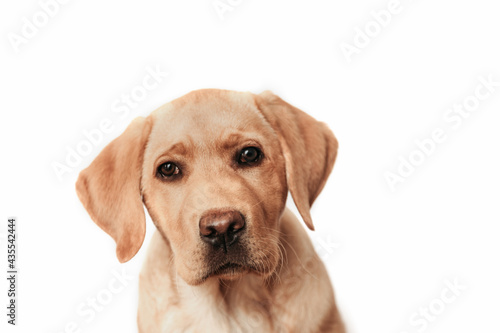 Isolated portrait of a beige labrador retriever puppy. Ideal for illustrating veterinary services  advertisements  and dog food.