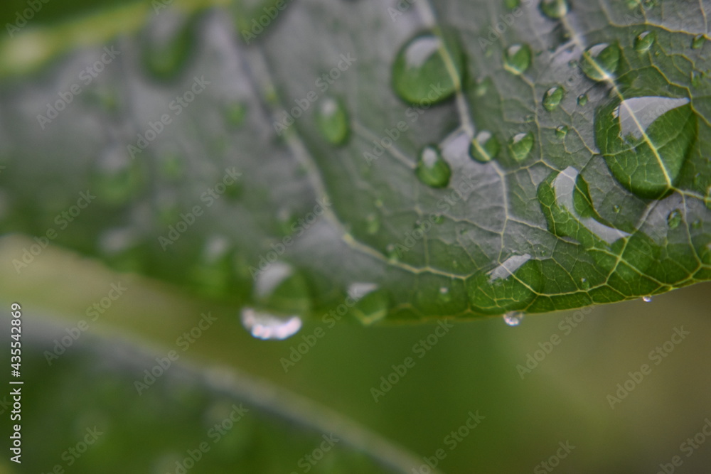 Rain Drops Rolling Down a Leaf Rain Drops Rolling Down a Leaf