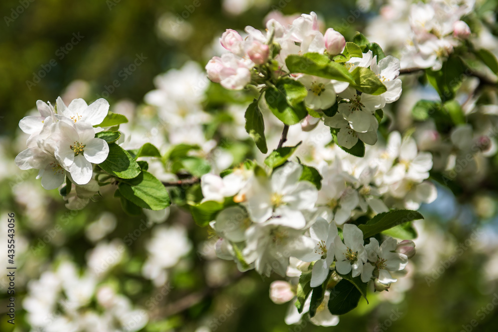 Beautiful spring apple tree flowers blossom, close up. Spring orchard branches sway in the wind. Beautiful spring apple tree flowers blossom, close up. Spring orchard branches sway in the wind.