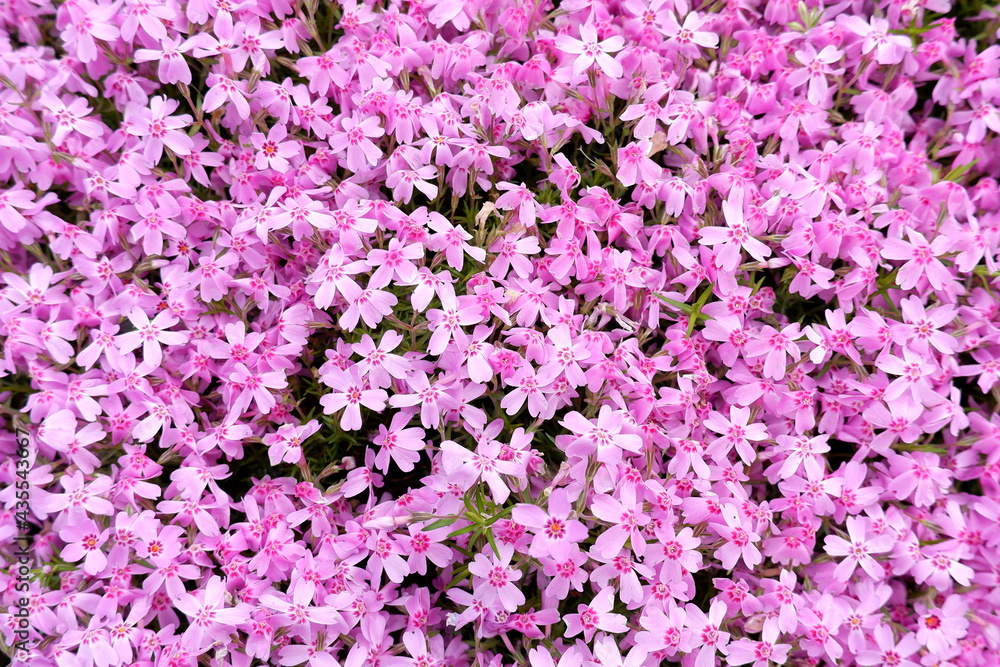 Beautiful little lilac flowers close up