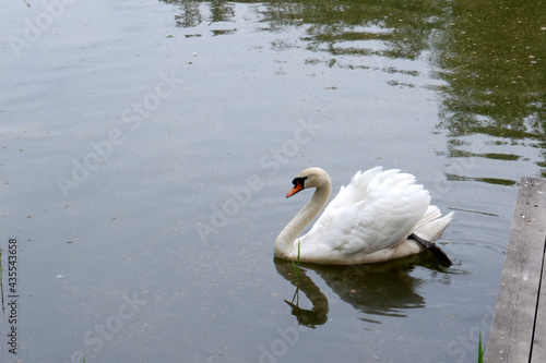 White swan on the lake near the wooden bridge