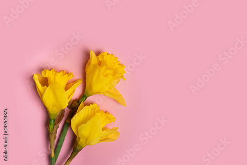 Easter daffodil bouquet on pink background, copy space © N.Van Doninck