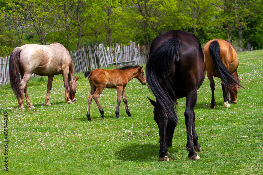 Horses in a pasture in Romania Horses in a pasture in Romania