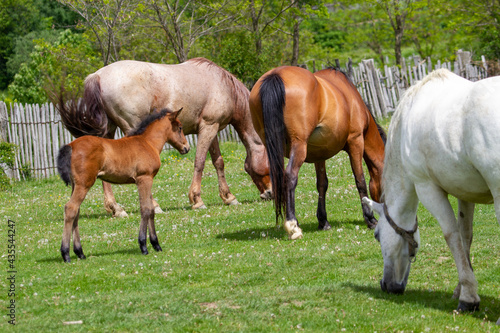 Horses in a pasture in Romania