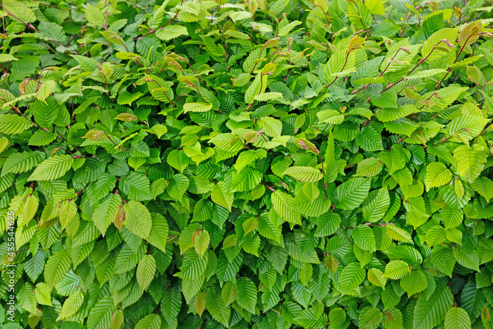 Fototapeta premium Junge Blätter der Hainbuche, Carpinus betulus
