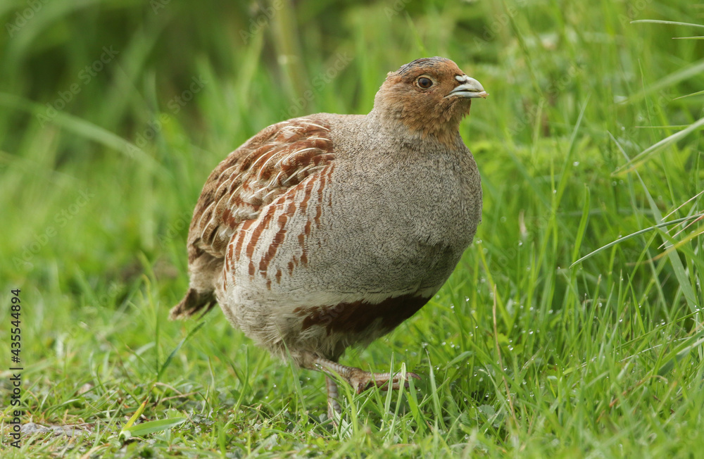 A rare Grey Partridge, Perdix perdix, feeding in a field in the UK. A rare Grey Partridge, Perdix perdix, feeding in a field in the UK.