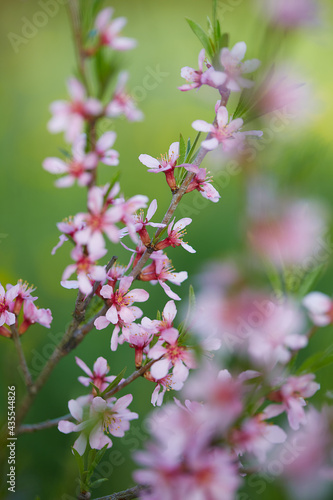 blooming almond tree close up