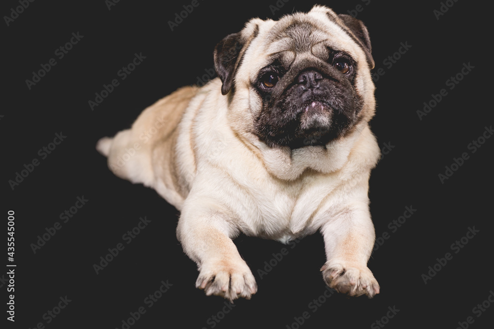 pug with faces and mouths