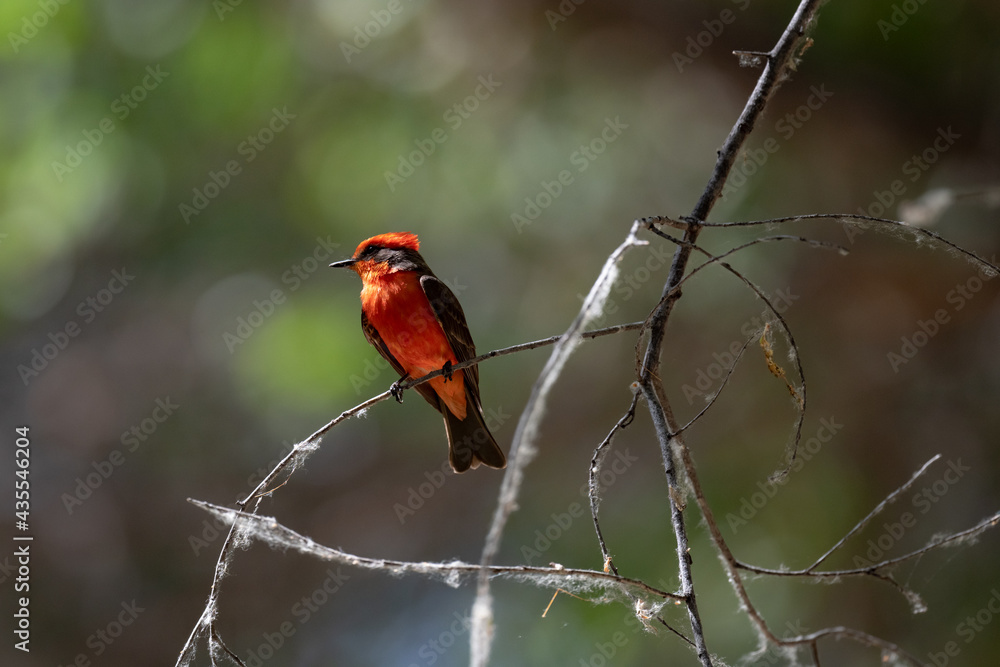red and black bird red and black bird