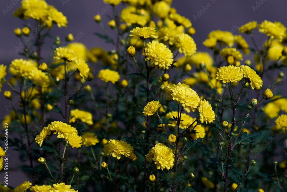 Obraz premium yellow flowers in spring