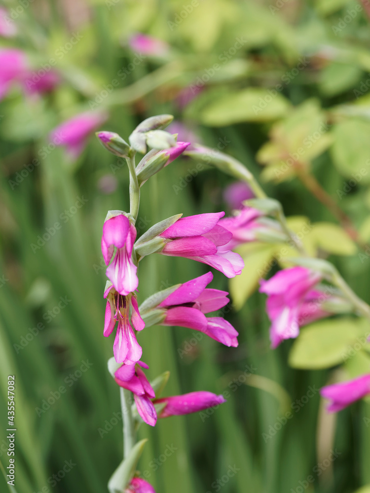 (Gladiolus byzantinus) Glaïeul de Byzance ou glaïeul byzantin à inflorescence en épis sur tige verte souple au feuillage en forme de glaive, fleurs à pétales en entonnoir rose-rouge signée de blanc (Gladiolus byzantinus) Glaïeul de Byzance ou glaïeul byzantin à inflorescence en épis sur tige verte souple au feuillage en forme de glaive, fleurs à pétales en entonnoir rose-rouge signée de blanc