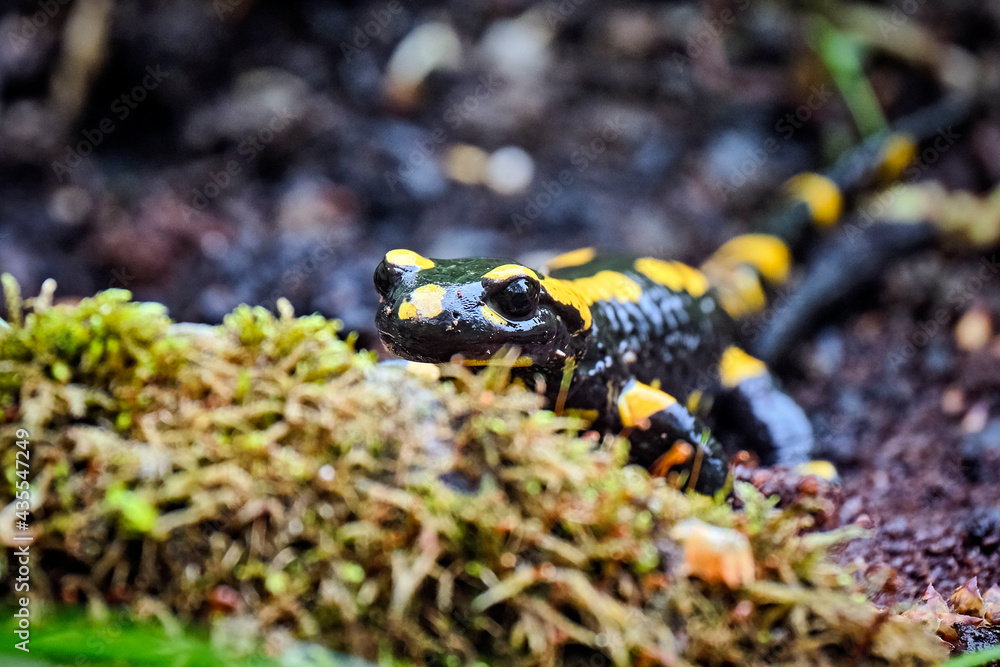 Feuersalamander ( Salamandra salamandra ). Feuersalamander ( Salamandra salamandra ).