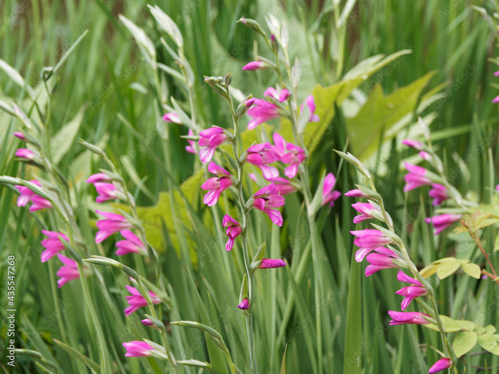 Gladiolus byzantinus | Glaïeuls de Byzance ou glaïeuls byzantins à fleurs rose-rouge magenta signées de blanc sur tige à longue feuilles vert moyen en forme de glaive Gladiolus byzantinus | Glaïeuls de Byzance ou glaïeuls byzantins à fleurs rose-rouge magenta signées de blanc sur tige à longue feuilles vert moyen en forme de glaive