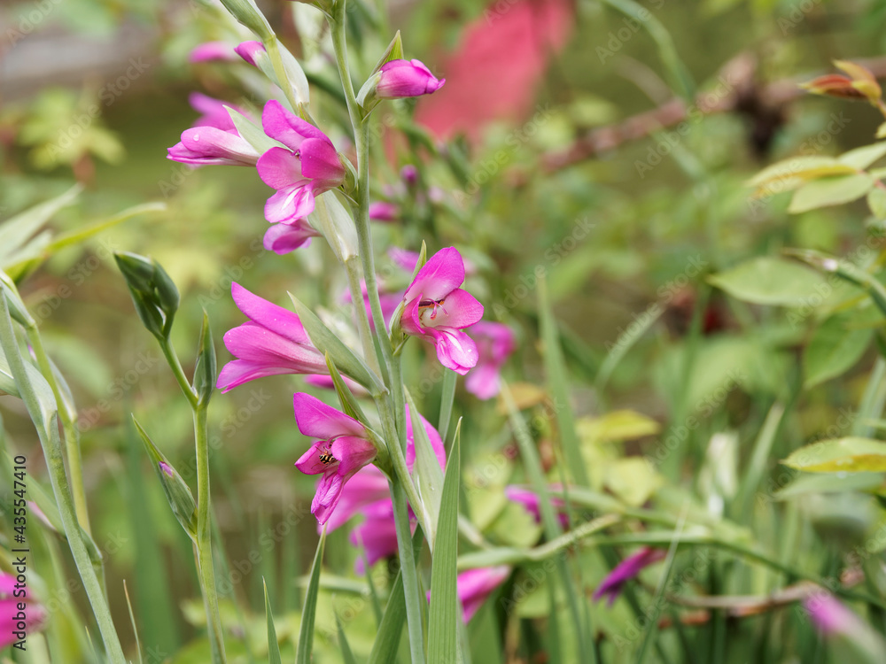 Gladiolus byzantinus - Glaïeul de Byzance ou glaïeul byzantin à épis floraux souples garnis de fleurs à pétales rose-rouge et violacé en entonnoir Gladiolus byzantinus - Glaïeul de Byzance ou glaïeul byzantin à épis floraux souples garnis de fleurs à pétales rose-rouge et violacé en entonnoir