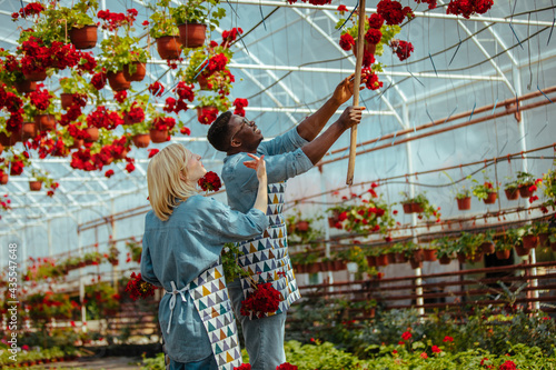 Two florists working with flowers in a greenhouse © bernardbodo