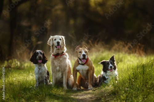 group of dogs golden retriever, spaniel, border collie and staff