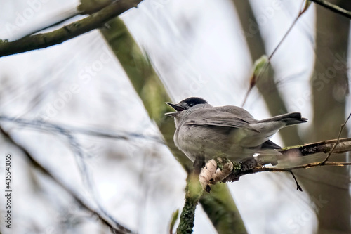 Mönchsgrasmücke ( Sylvia atricapilla ). photo