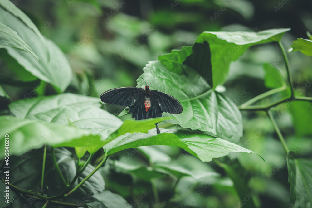 Pachliopta kotzebuea poisonous black butterfly with red body sits on green leaves Pachliopta kotzebuea poisonous black butterfly with red body sits on green leaves