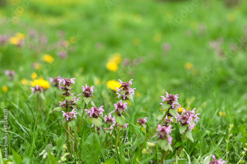 Purple lamium maculatum flowers and yellow dandelions among the green young grass © Svitlana Ozirna