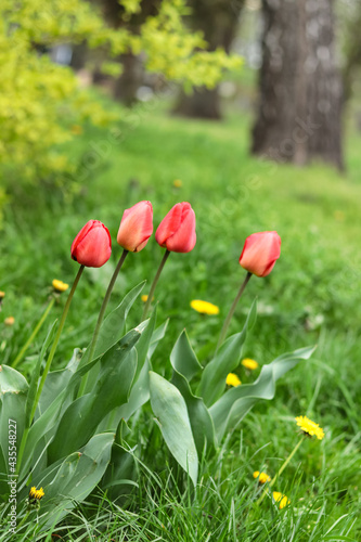 Four red tulips grew on a green lawn among yellow dandelions
