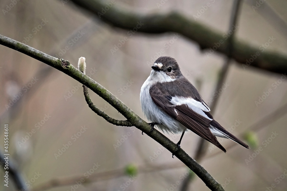 Naklejka premium Trauerschnäpper ( Ficedula hypoleuca ).