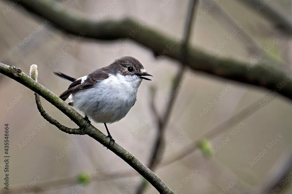 Trauerschnäpper ( Ficedula hypoleuca ). Trauerschnäpper ( Ficedula hypoleuca ).