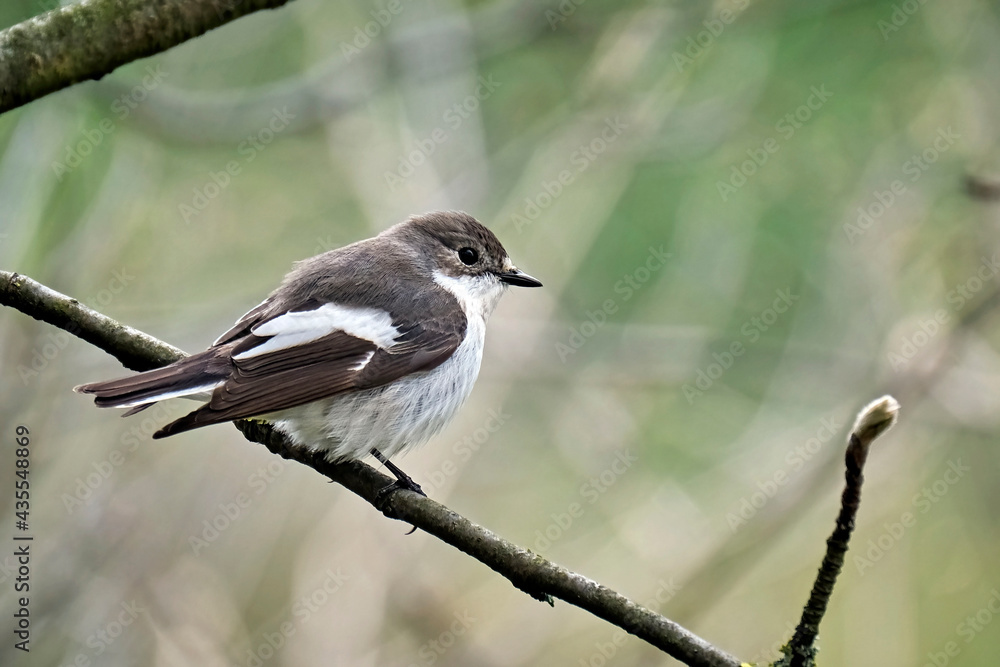 Naklejka premium Trauerschnäpper ( Ficedula hypoleuca ).
