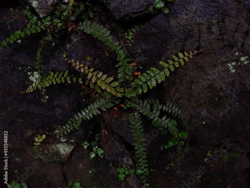The maidenhair spleenwort (Asplenium trichomanes) fern on the stone