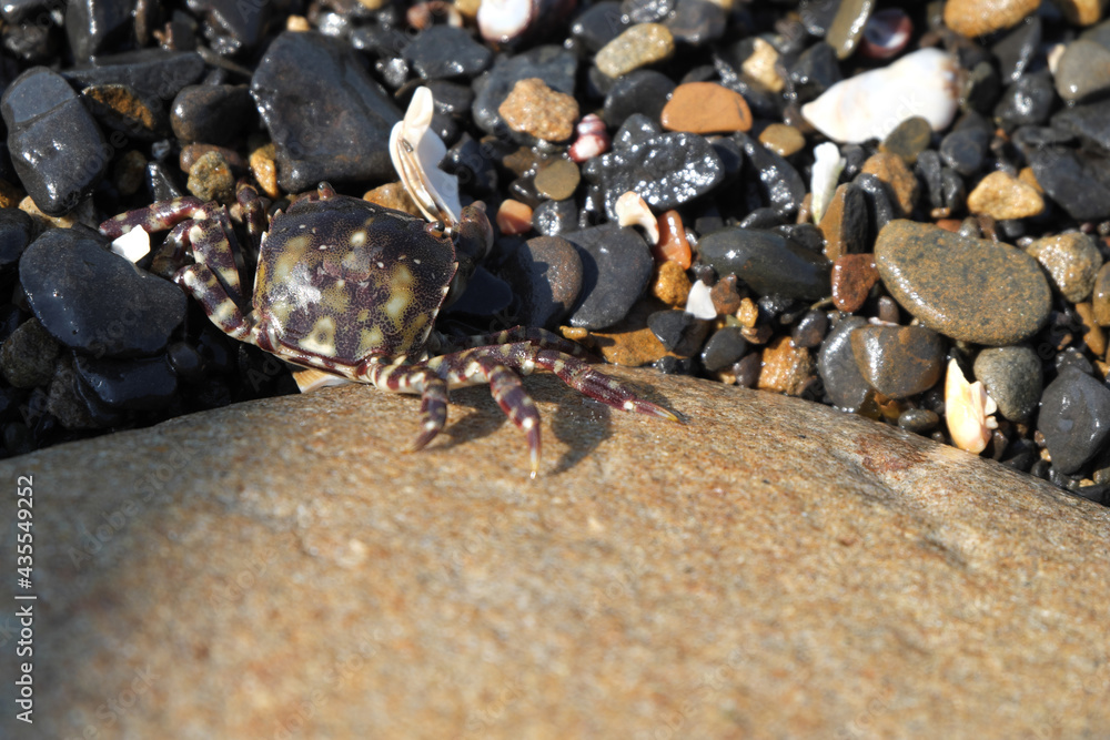 Hidden in the rocks, a small speckled crab on the seashore.