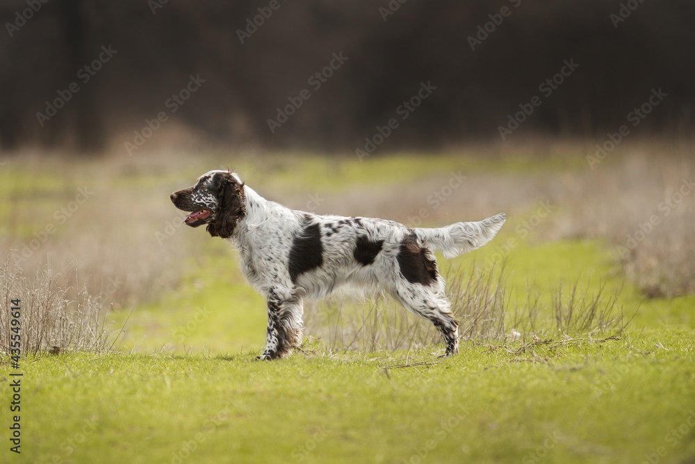 dog english springer spaniel running in the field