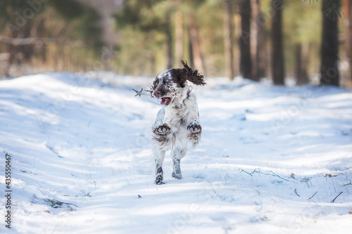 dog running in the snow english springer spaniel