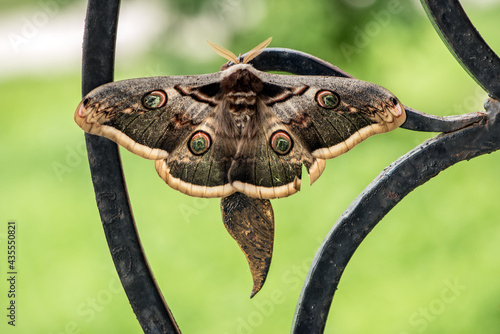 Wallpaper Mural The largest butterfly in Europe in terms of wingspan Saturnia pyri sits on a cast iron railing Torontodigital.ca