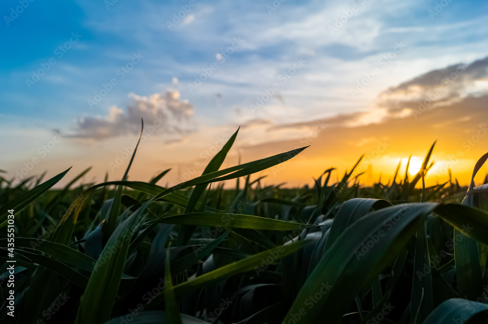 Fototapeta premium wheat field at sunset