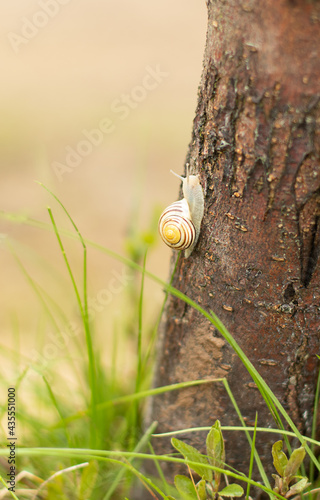 A grape snail is slowly crawling along a tree trunk. 