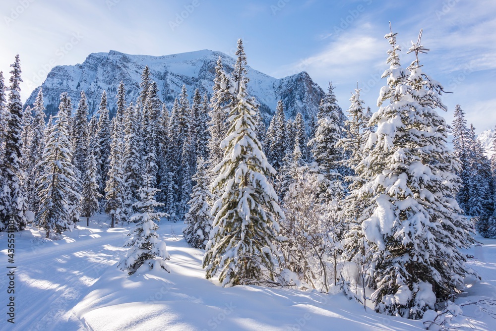 snow covered trees in the mountains snow covered trees in the mountains