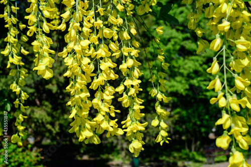 Tree with many yellow flowers and buds of Laburnum anagyroides, the common laburnum, golden chain or golden rain, in full bloom in a sunny spring garden, beautiful outdoor floral background.