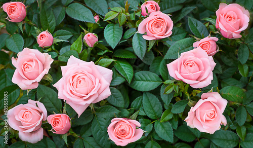 Background of a real rose bush with pink roses