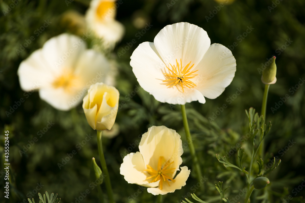 Flowers in Spring Flowers in Spring