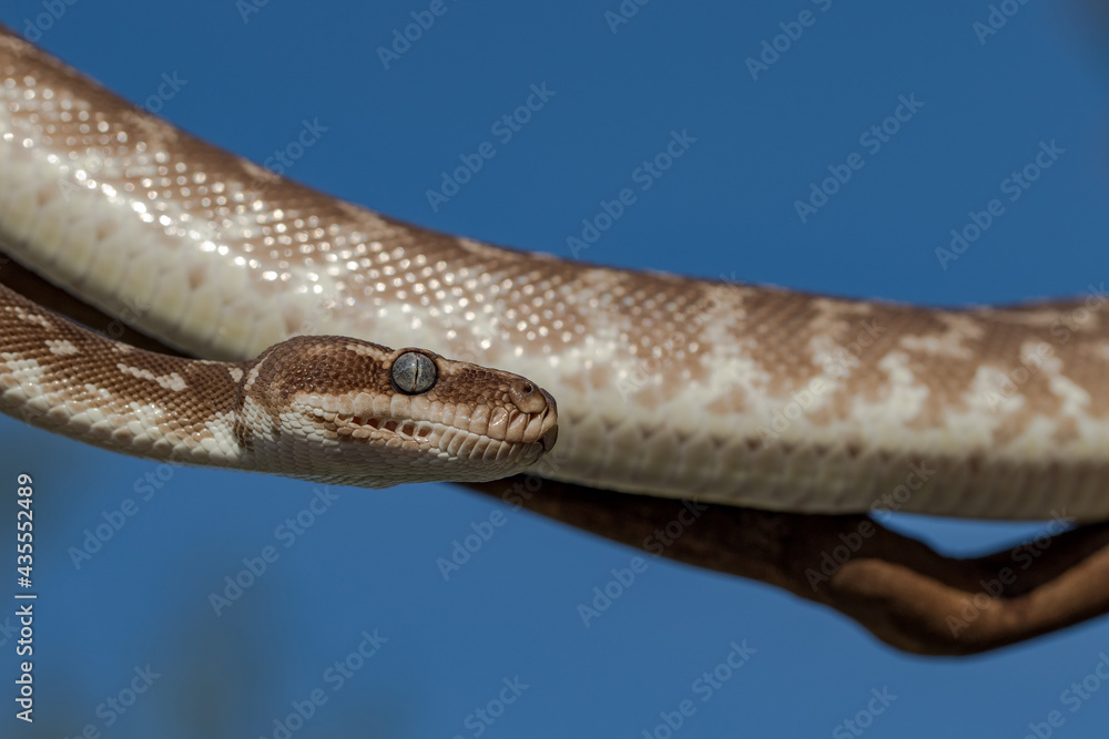 Fototapeta premium Close up of Australian Rough-scaled Python showing heat sensing pits