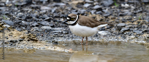 Little Ringed Plover // Flußregenpfeifer (Charadrius dubius) photo