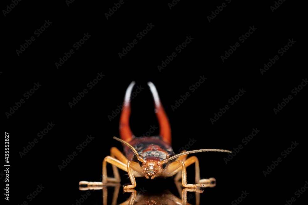Fototapeta premium Earwig stunning pose stock photo