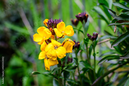 Small orange and red blooms and flowers of wallflower or Erysimum cheiri plant and green leaves in a garden in a sunny spring day  beautiful outdoor floral background photographed with soft focus.