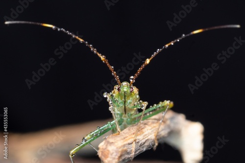 Heteroptera Leptocorisa acuta on the age of branch in black background stock photo © Prosun