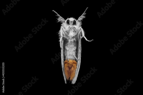 Sphrageidus similis the gold tail moth under view stock photo