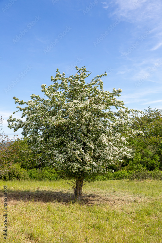 Single solitary tree in summer 2021 close to Grueningen in Hessia, Germany