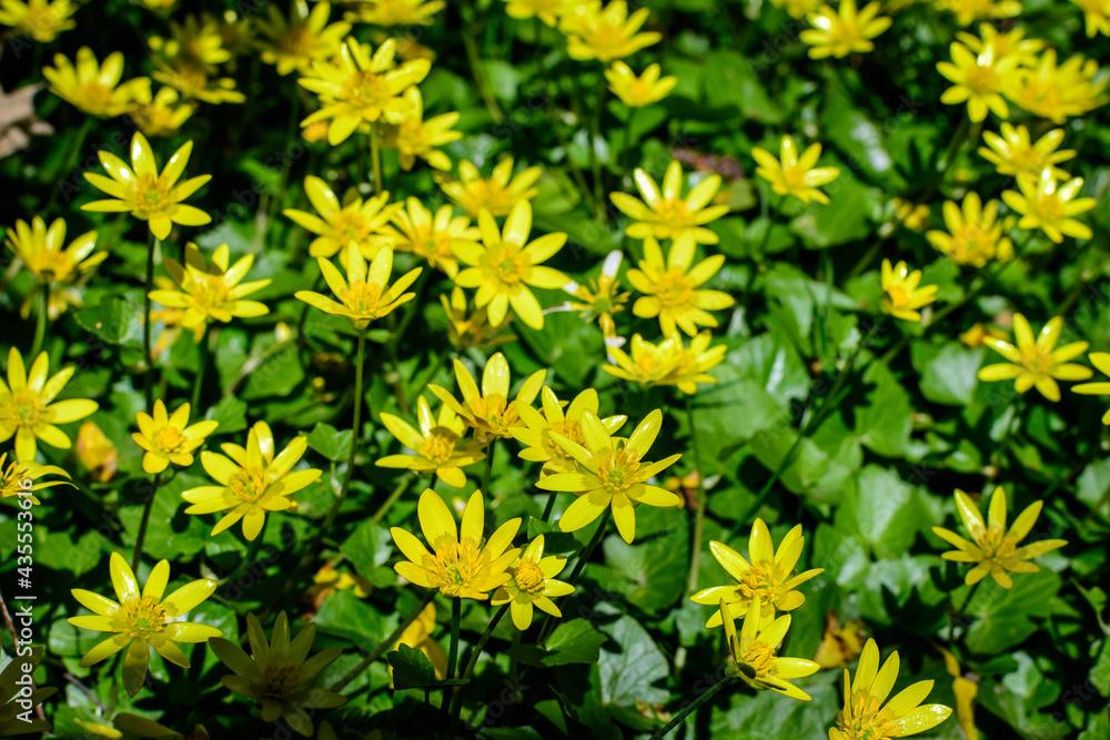 Many delicate yellow flowers of Ranunculus repens plant commonly known as the creeping buttercup, creeping crowfoot or sitfast, in a forest in a sunny spring day, floral background. Many delicate yellow flowers of Ranunculus repens plant commonly known as the creeping buttercup, creeping crowfoot or sitfast, in a forest in a sunny spring day, floral background.