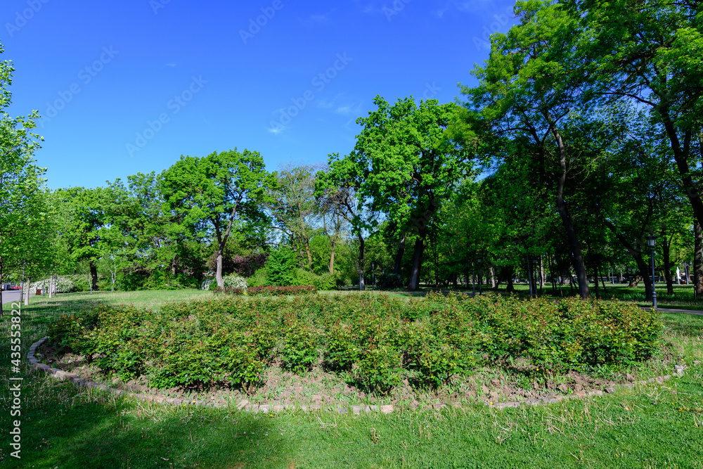 Landscape with old green trees in Mogosoaia Park (Parcul Mogosoaia), a weekend attraction close to Bucharest, Romania, in a sunny spring day.