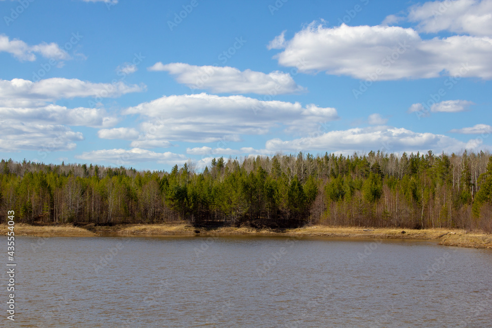 Stena lesa on the beach. Les grow on sandy beige rivers of the Urals Stena lesa on the beach. Les grow on sandy beige rivers of the Urals