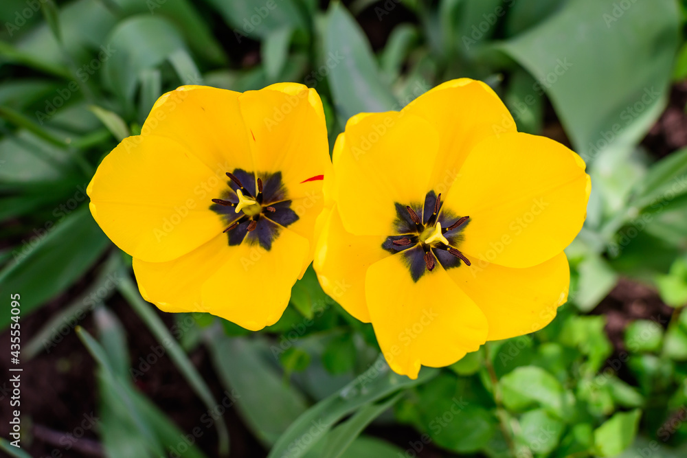 Close up of two delicate vivid yellow tulips in full bloom in a sunny spring garden, beautiful outdoor floral background photographed with soft focus. Close up of two delicate vivid yellow tulips in full bloom in a sunny spring garden, beautiful outdoor floral background photographed with soft focus.